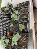 IMG_1260.jpeg IMG_1260.jpeg