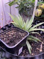 IMG_1258.jpeg IMG_1258.jpeg