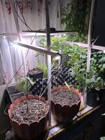 IMG_1264.jpeg IMG_1264.jpeg