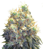 1762518777523.png 1762518777523.png