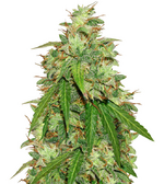 1762541677069.png 1762541677069.png