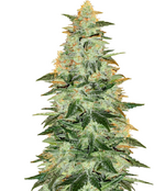 1762541699132.png 1762541699132.png