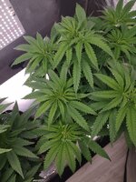 bonus Miracle Alien Cookies