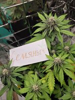 10.11 - 1 (6 неделя).jpg