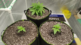 1762846334308.png 1762846334308.png