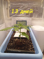 13 дн (2).jpg
