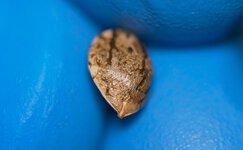 vneshnyaya-obolochka-semyan-konopli__gpXxugpdLVFJgnWB.jpg vneshnyaya-obolochka-semyan-konopli__gpXxugpdLVFJgnWB.jpg