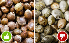 rascvetka-semyan-konopli__XdYjRygkAvDvNMkA.jpg rascvetka-semyan-konopli__XdYjRygkAvDvNMkA.jpg