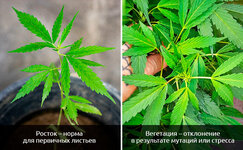 Trekhpalye-listya-na-raznyh-etapah__LTRr4MiuuEXpKuRR.jpg Trekhpalye-listya-na-raznyh-etapah__LTRr4MiuuEXpKuRR.jpg