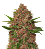 1763372696465.png 1763372696465.png