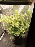 Джунгли в палатке (dvd)