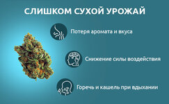 Slishkom-suho__jqwFmjJdzzN0JfSt.jpg Slishkom-suho__jqwFmjJdzzN0JfSt.jpg