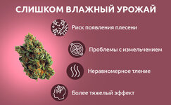 Slishkom-vlazhno__mBNFiu4nkikeBvp6.jpg Slishkom-vlazhno__mBNFiu4nkikeBvp6.jpg