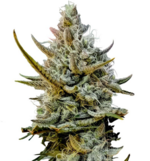 1764156713332.png 1764156713332.png