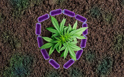 kak-rizobakterii-zashchishchayut-kannabis__j9Yt96mI9Hm1qTR9.jpg
