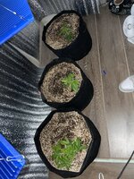 Божественная троица