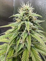 Новинка Крестный отец