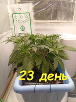23 дн (2).jpg