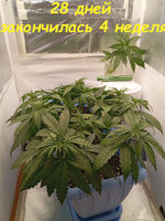 Дневник наблюдений над обезьянкой по имени Конфилла!