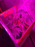 Мой первый* гров