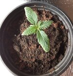 Sugar Black Rose Early Version