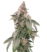 1764665226130.png 1764665226130.png