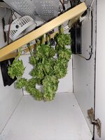 Sugar Black Rose, стелс, кокос.