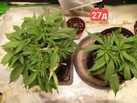 Totally Alpha OG Auto fem