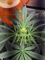 Whiskey Zulu тяп ляп