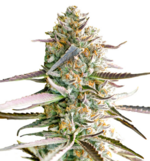 1764751658763.png 1764751658763.png