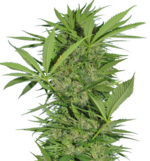 1764761086310.png 1764761086310.png