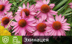 ehkhinaceya__xBhHtdsRNRj3QXlV.jpg