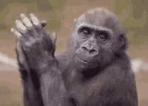 monkey-clap-h3appy.gif