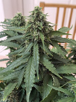 Оперейшн "Мерри Кристмас"