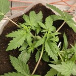 З∆будк∆-Quееn