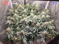 Rainbow Sherbet #11 в кокосовом субстрате на Буйских удобрениях