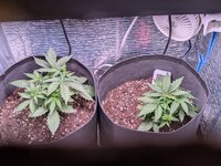 Первый гров