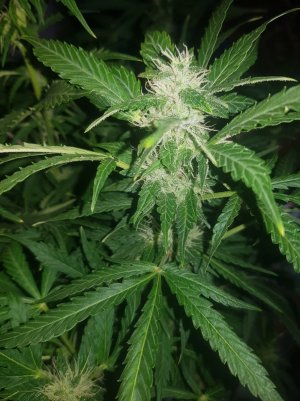 20220522_114920_optimized.jpg 20220522_114920_optimized.jpg