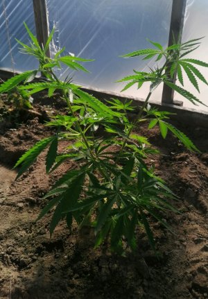 Screenshot_20220530_085659.jpg Screenshot_20220530_085659.jpg