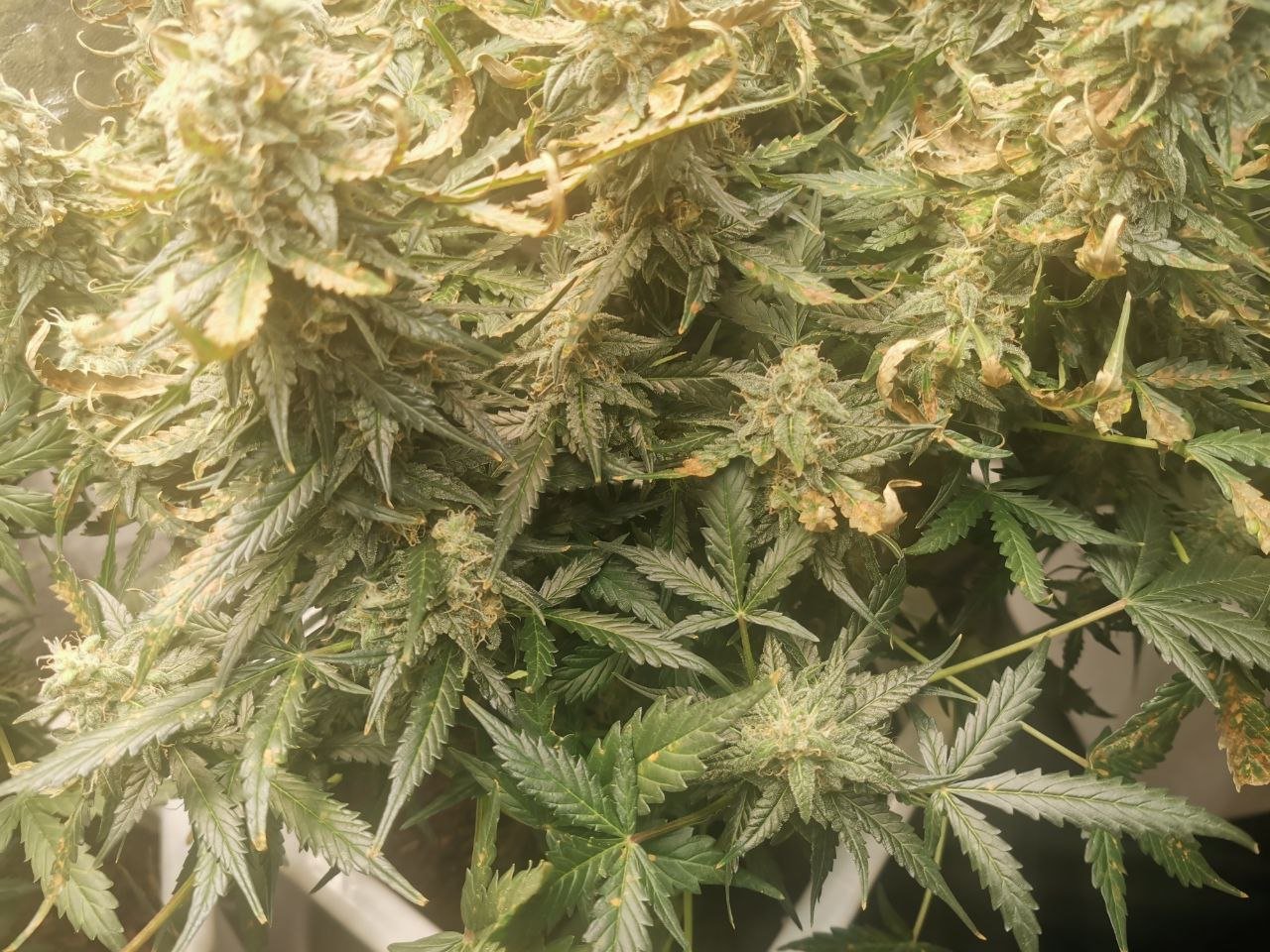 photo_2022-06-01 17.11.21.jpeg photo_2022-06-01 17.11.21.jpeg