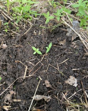 3.06.22лес.jpeg 3.06.22лес.jpeg