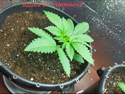 IMG_20220605_092029.jpg IMG_20220605_092029.jpg