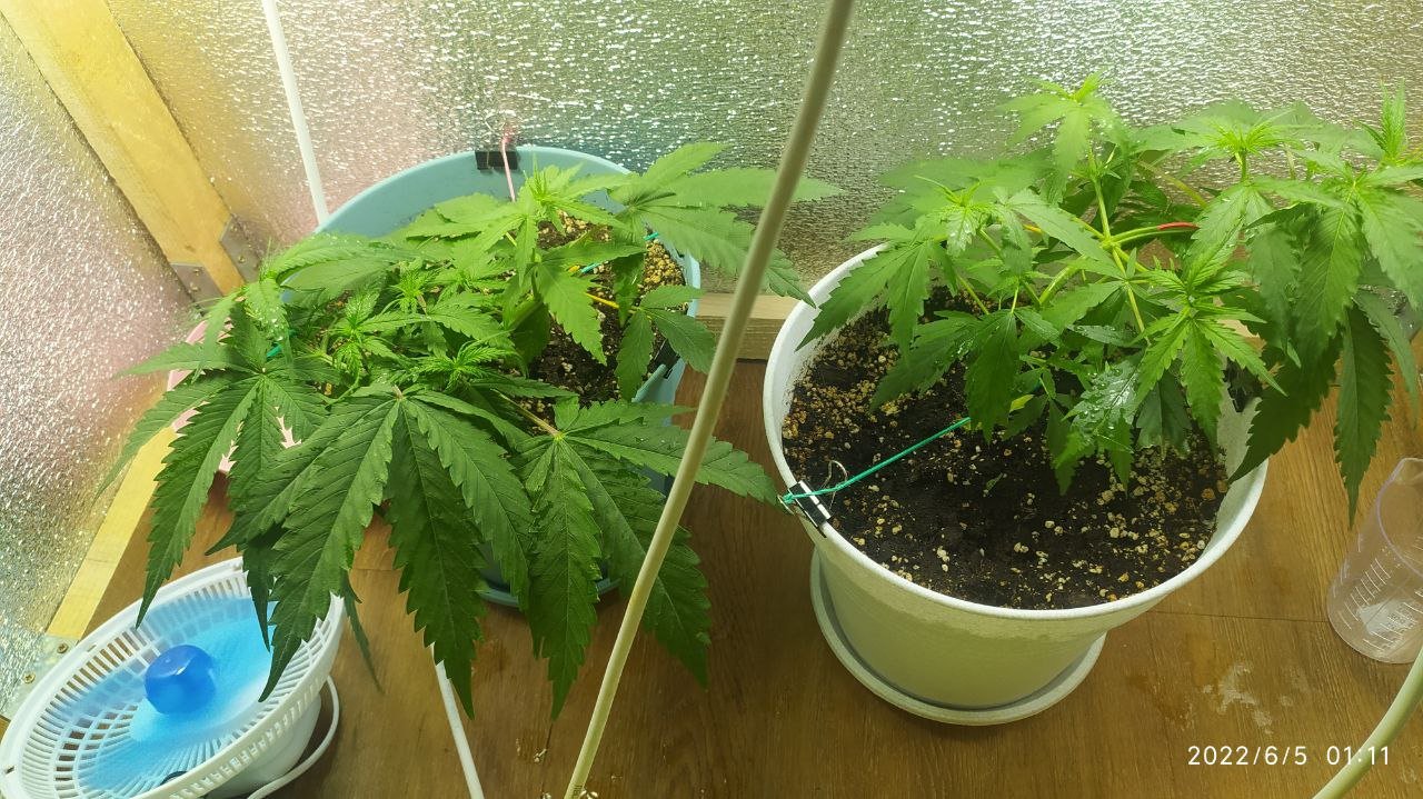 photo_2022-06-05_01-50-13.jpg photo_2022-06-05_01-50-13.jpg