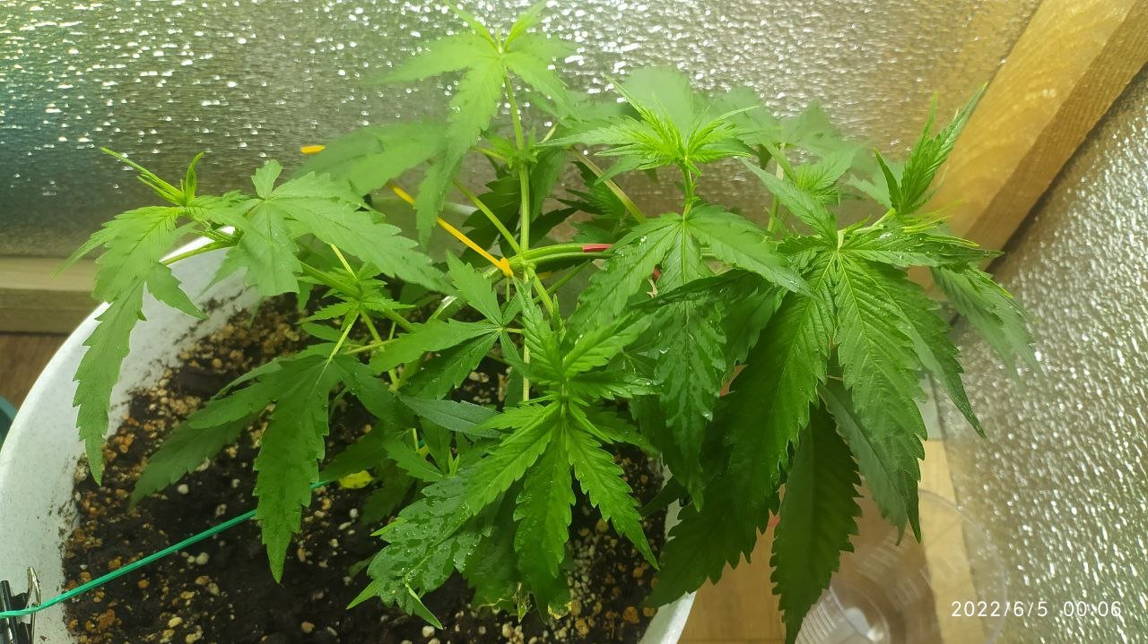 photo_2022-06-05_01-50-13 (2).jpg photo_2022-06-05_01-50-13 (2).jpg