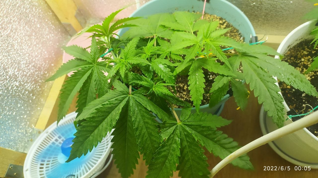 photo_2022-06-05_01-50-14.jpg photo_2022-06-05_01-50-14.jpg