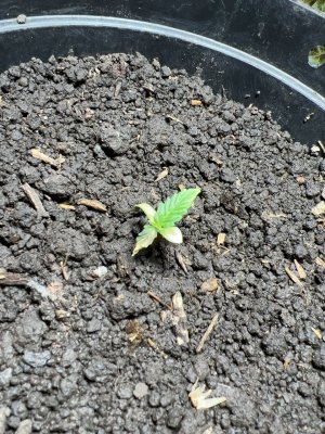 797843E4-D3E3-444B-93C6-6F7F9715198D.jpeg 797843E4-D3E3-444B-93C6-6F7F9715198D.jpeg