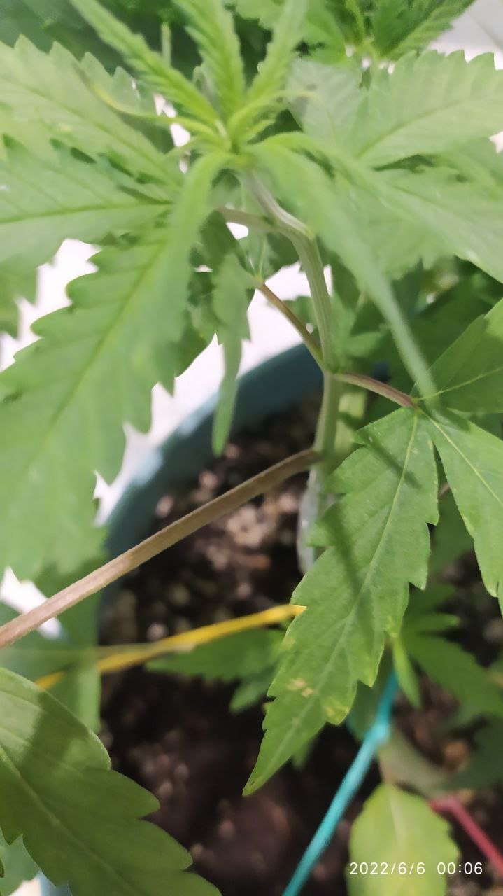 photo_2022-06-06_00-12-59 (2).jpg photo_2022-06-06_00-12-59 (2).jpg