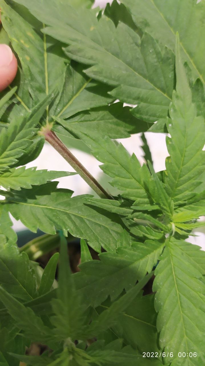 photo_2022-06-06_00-12-59.jpg photo_2022-06-06_00-12-59.jpg