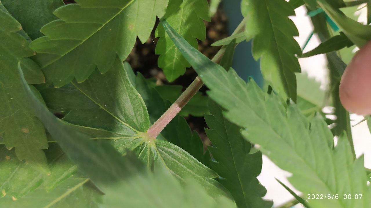 photo_2022-06-06_00-12-58.jpg photo_2022-06-06_00-12-58.jpg