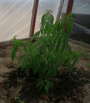 Screenshot_20220606_074335.jpg Screenshot_20220606_074335.jpg